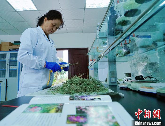 圖為張錦梅在實(shí)驗(yàn)室工作?！●R銘言 攝