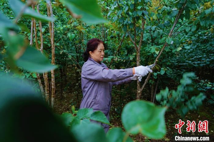 圖為張錦梅修剪丁香枝干?！●R銘言 攝