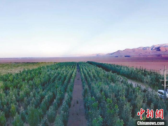 圖為格爾木境內(nèi)種植的綠樹?！「駹柲救诿襟w中心供圖