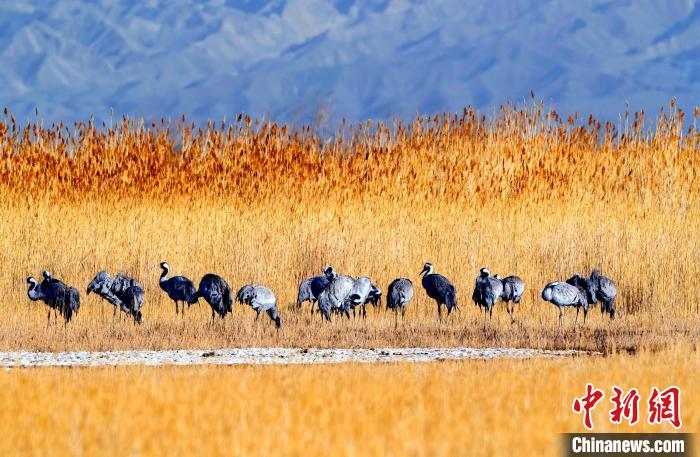 圖為可魯克湖野生水鳥覓食?！〉铝罟形麄鞑抗﹫D