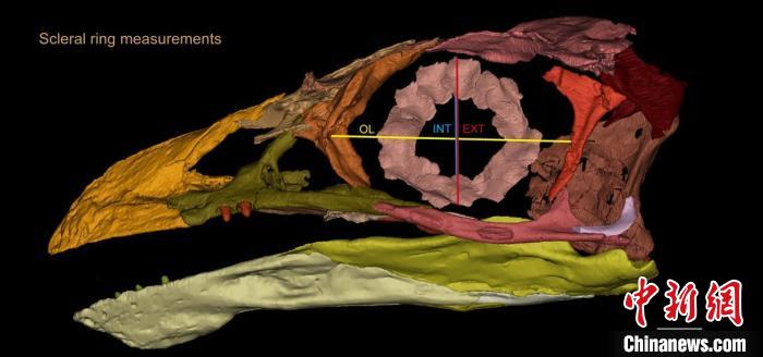 熱河鳥STM3-8化石標(biāo)本的鞏膜環(huán)復(fù)原及測(cè)量示意圖?！『?供圖