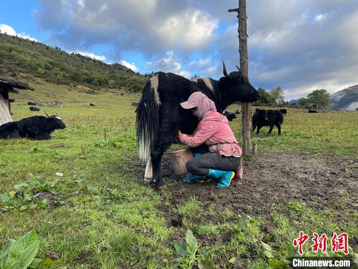 圖為9月27日早晨牧民擠牦牛奶。 <a target='_blank' href='/'><p  align=