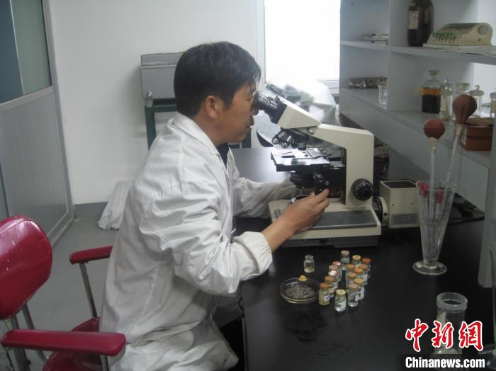 資料圖為研究團隊進行實驗室寄生蟲分類鑒定。　 青海省畜牧獸醫(yī)科學院供圖