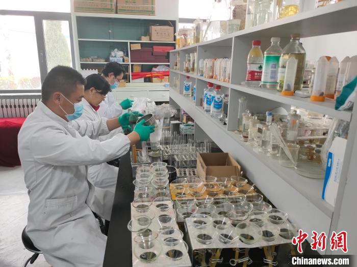 資料圖為研究團隊進行樣本檢查。　 青海省畜牧獸醫(yī)科學院供圖