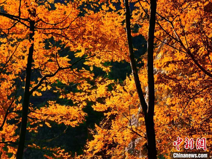 秋意濃?！≈炱桨?攝