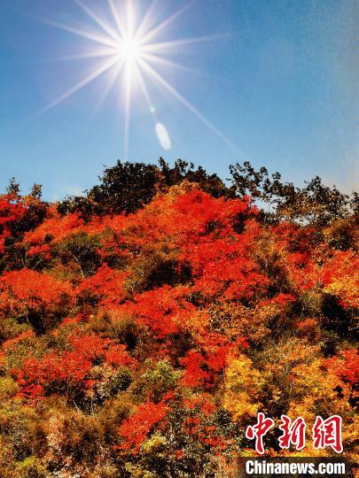 萬源市紅葉似火?！≈炱桨?攝