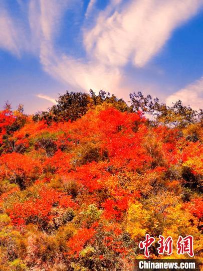 萬源深秋紅葉似火?！≈炱桨?　攝