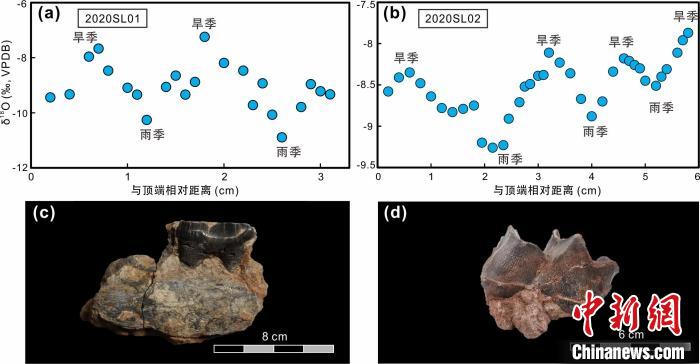 本次研究中的犀牛牙齒化石及氧同位素特征。　中科院青藏高原所 供圖