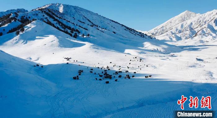 圖為牦牛群在雪地里覓食?！《继m縣融媒體中心供圖