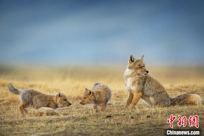 圖為焦生福的作品《居安思?！贰！∏嗪Ｊ∑钸B山自然保護協(xié)會供圖