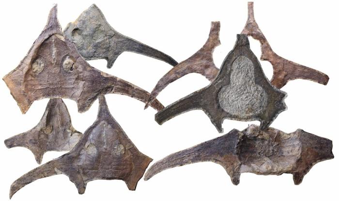 玉海翼角魚化石照片?！∩w志琨 攝