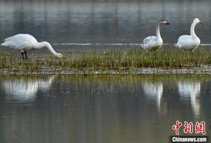 圖為三只大天鵝在黃河灘地嬉戲?！±钣穹?攝