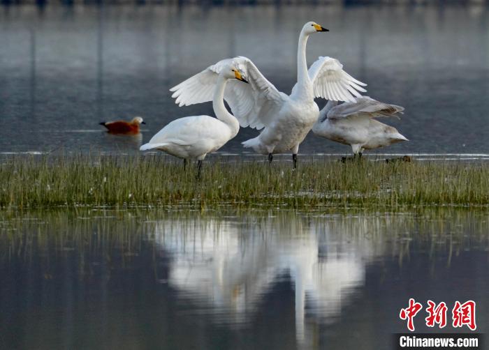 圖為三只大天鵝在黃河灘地嬉戲。　李玉峰 攝