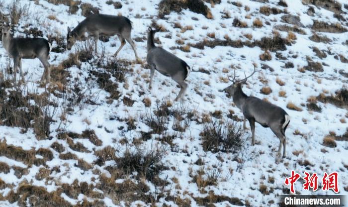 圖為巖羊和馬鹿集體覓食?！《继m縣融媒體中心 供圖