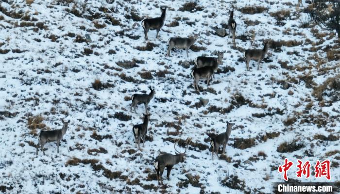 圖為巖羊和馬鹿集體覓食?！《继m縣融媒體中心 供圖