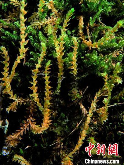 圖為九龍卷柏?！∏嗪Ｉ剿匀毁Y源調(diào)查規(guī)劃設(shè)計(jì)研究院供圖