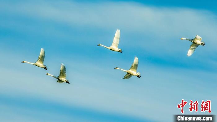 圖為天鵝在空中飛翔。　何啟金 攝