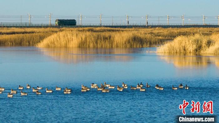 圖為多種野生鳥類在湖中游蕩。　何啟金 攝