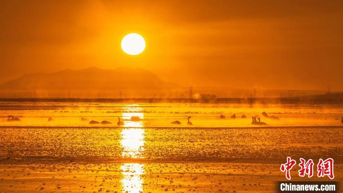 圖為天鵝群在湖中休憩。　何啟金 攝