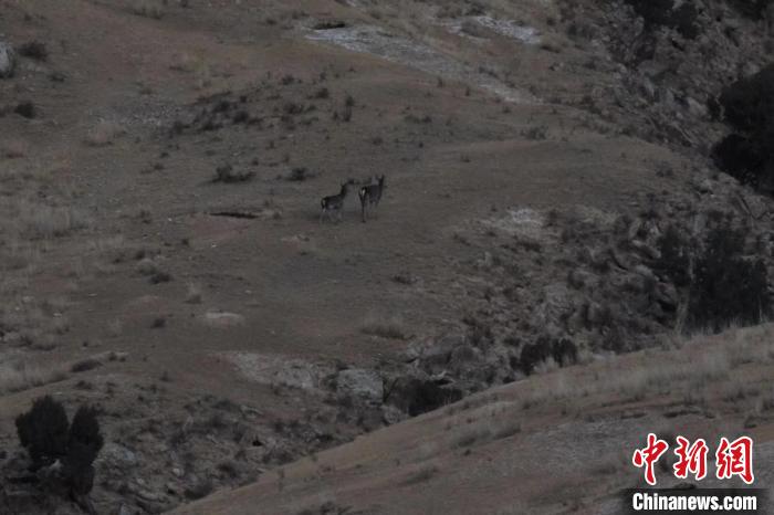 圖為兩只馬鹿在山坡上行走?！〔湃?攝