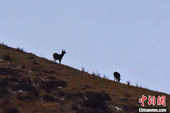 圖為馬鹿在山坡上覓食?！〔湃?攝