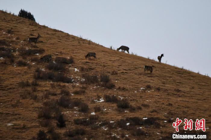 圖為馬鹿群在山坡上覓食?！〔湃?攝