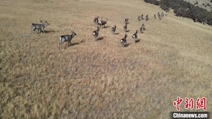 圖為馬鹿群在草地中漫步?！〔湃?攝