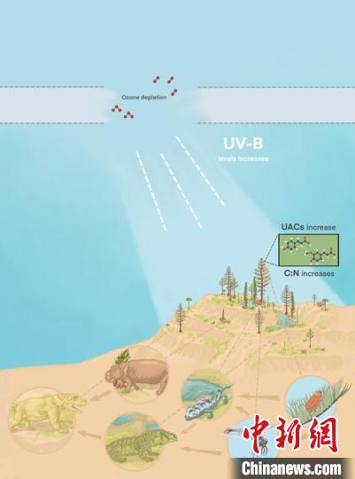 臭氧層破壞引起的紫外線輻射增加對(duì)陸地食物鏈的影響。　南古所 供圖