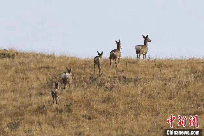 圖為狍鹿在山間漫步?！〔彭?xiàng)南加 攝