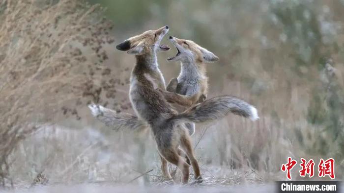 圖為同海元的作品《第一回合》?！∏嗪Ｊ∑钸B山自然保護(hù)協(xié)會供圖