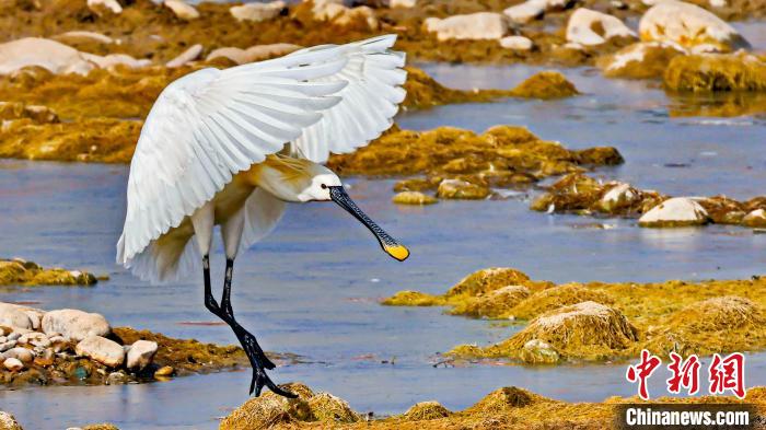 圖為白琵鷺?！黎?攝