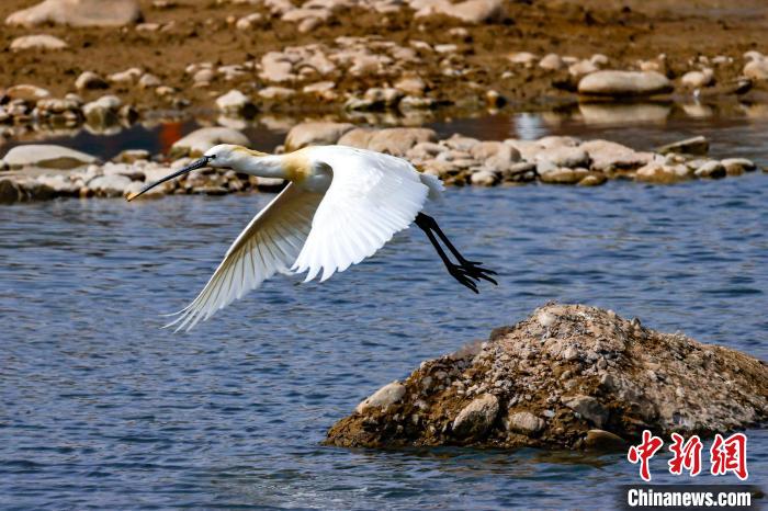 圖為準備飛翔的白琵鷺?！黎?攝