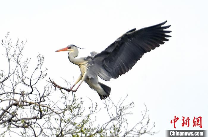 蒼鷺在覓食嬉戲?！“苍?攝