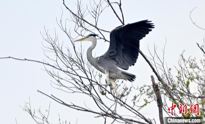 蒼鷺在覓食嬉戲。　安源 攝
