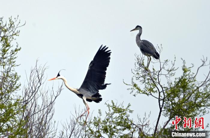 蒼鷺在覓食嬉戲?！“苍?攝