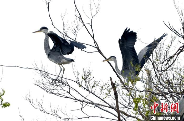 蒼鷺在覓食嬉戲?！“苍?攝