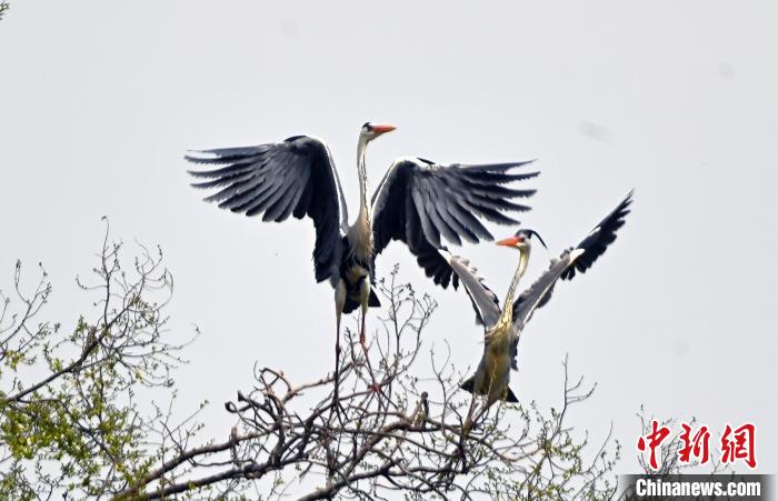 蒼鷺在覓食嬉戲?！“苍?攝