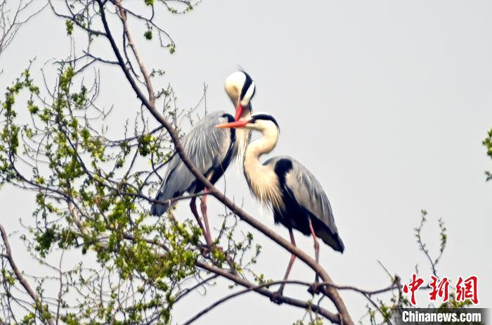 蒼鷺在覓食嬉戲?！“苍?攝