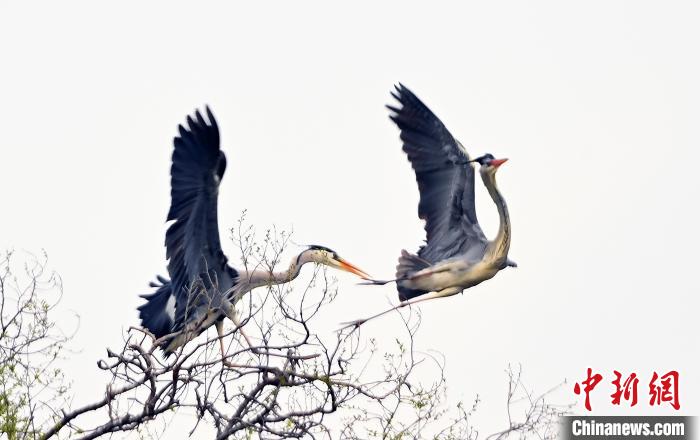 蒼鷺在覓食嬉戲。　安源 攝