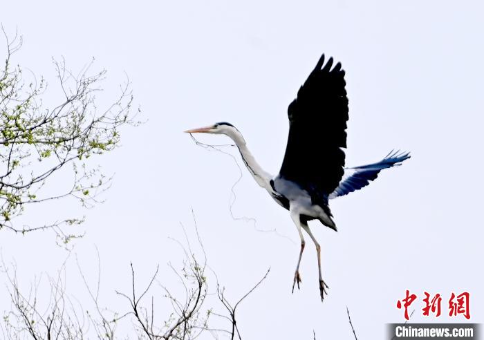 蒼鷺在覓食嬉戲?！“苍?攝