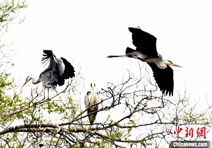 蒼鷺在覓食嬉戲。　安源 攝