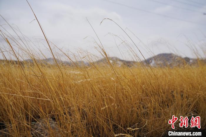 圖為青海省海西蒙古族藏族自治州天峻縣木里礦區(qū)草木茂盛。　馬銘言 攝