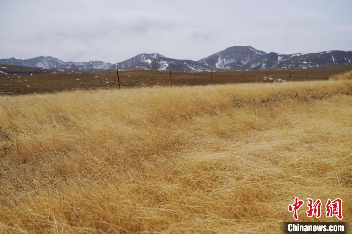 圖為青海省海西蒙古族藏族自治州天峻縣木里礦區(qū)草木茂盛?！●R銘言 攝