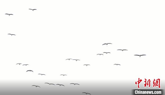 遷徙北歸?！√烊h融媒體中心 供圖