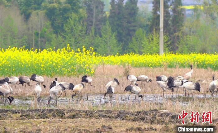 休息補(bǔ)給。　天全縣融媒體中心 供圖