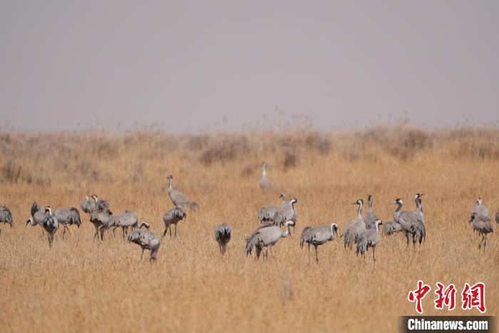 圖為草原上棲息的灰鶴?！∠葘m 攝