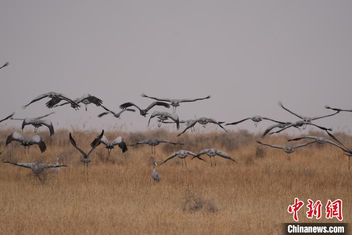 青海都蘭成群灰鶴匯集，場(chǎng)面壯觀