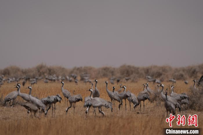 圖為灰鶴?！∠葘m 攝