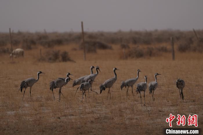 圖為灰鶴?！∠葘m 攝