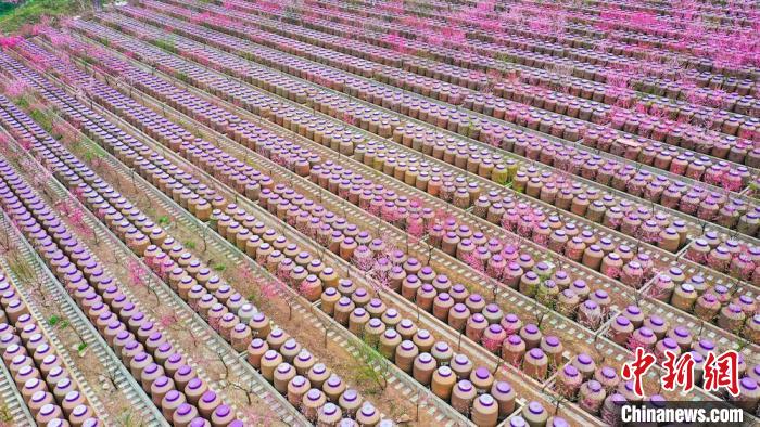 灼灼桃花惹人醉?！㈡?攝